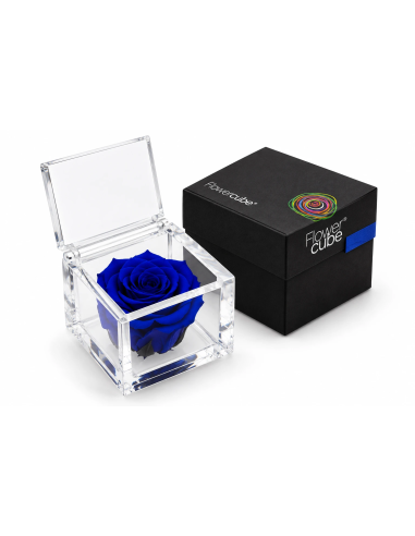 Flowercube Rosa Stabilizzata Blu 8x8 cm | Febo Garden