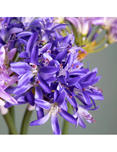 Agapanthus Artificiale 79 cm con Bocci Bianchi Dino AA003