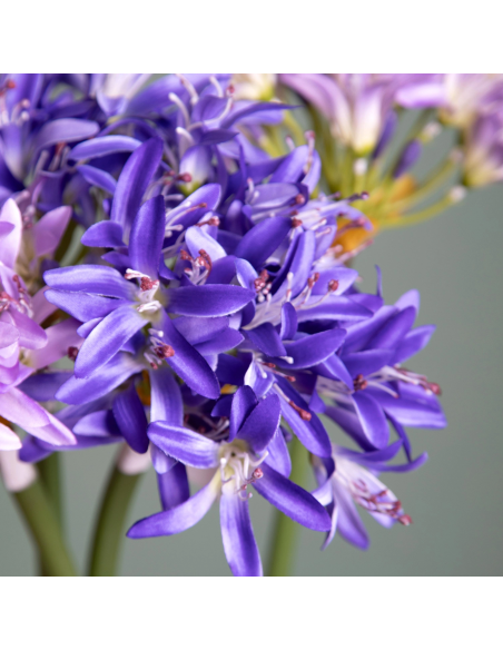 Agapanthus Artificiale 79 cm con Bocci Bianchi Dino AA003