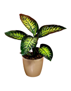 DIEFFENBACHIA VASO 17 cm