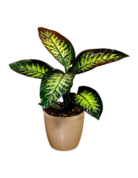 DIEFFENBACHIA VASO 17 cm