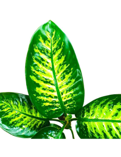 DIEFFENBACHIA VASO 17 cm 2