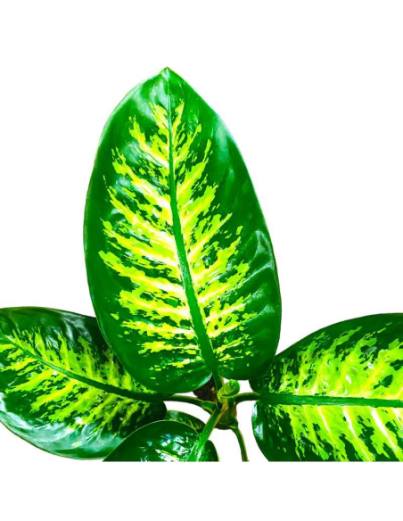 DIEFFENBACHIA VASO 17 cm