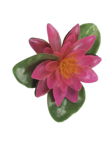 Ninfea Galleggiante Rosa Verdemax | Febo Garden