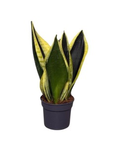 Sansevieria Black Gold vaso 9 cm | Febo Garden