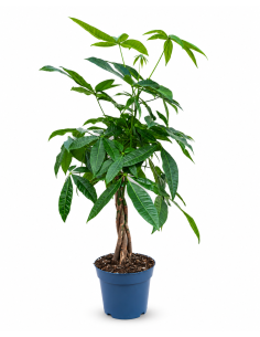 Pachira Aquatica h 70 cm vaso 17 cm