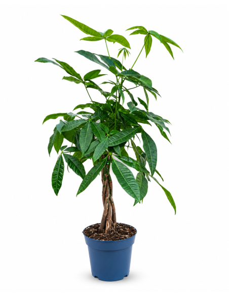 Pachira Aquatica h 70 cm vaso 17 cm