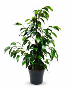 Ficus Benjamina Mixed H60 Vaso Ø14 | Febo Garden