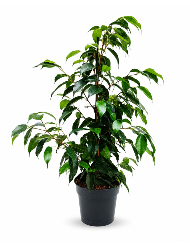 Ficus Benjamina Mixed H60 Vaso Ø14 | Febo Garden