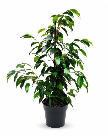 Ficus Benjamina Mixed H60 Vaso Ø14 | Febo Garden