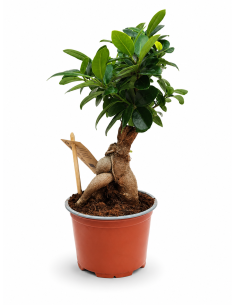 Ficus Ginseng H30 Vaso Ø12 | Febo Garden