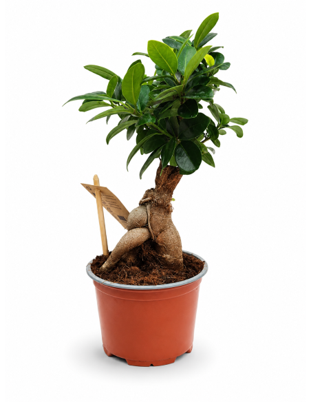 Ficus Ginseng H30 Vaso Ø12 | Febo Garden