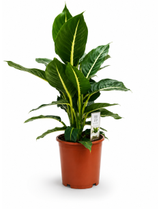 Dieffenbachia Green Magic Ø17 H60 | Febo Garden