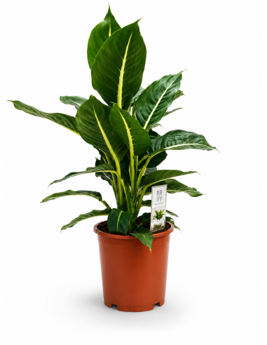 Dieffenbachia Green Magic Ø17 H60 | Febo Garden