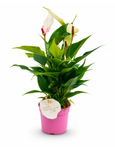 Anthurium Andreanum Mixed H30 Vaso Ø9 | Febo Garden