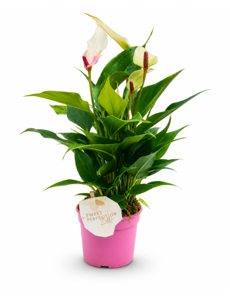 Anthurium Andreanum Mixed H30 Vaso Ø9 | Febo Garden