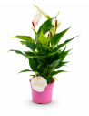 Anthurium Andreanum Mixed H30 Vaso Ø9 | Febo Garden
