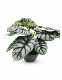 Alocasia Silver Dragon H30 Vaso Ø17 | Febo Garden