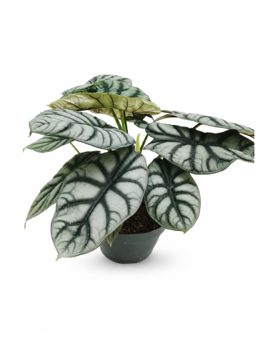 Alocasia Silver Dragon H30 Vaso Ø17 | Febo Garden