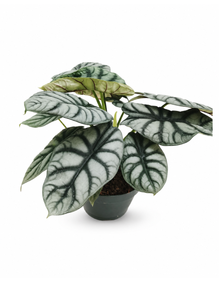 Alocasia Silver Dragon H30 Vaso Ø17 | Febo Garden