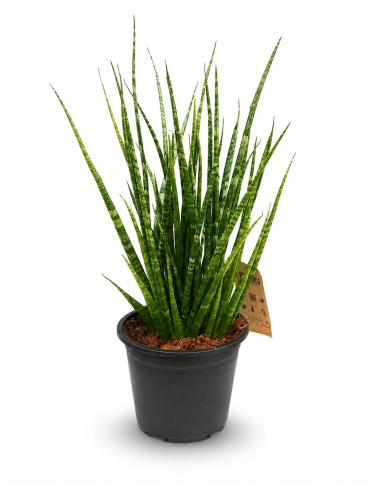 Sansevieria Cylindrica Digitorum H60 Ø14 | Febo Garden