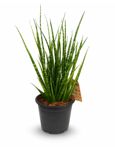 Sansevieria Cylindrica Digitorum H60 Ø14 | Febo Garden