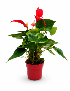 Anthurium Andreanum Mixed H30 Vaso Ø9 | Febo Garden