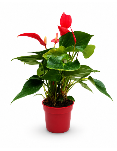 Anthurium Andreanum Mixed H30 Vaso Ø9 | Febo Garden