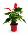 Anthurium Andreanum Mixed H30 Vaso Ø9 | Febo Garden