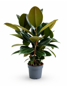 Ficus Elastica Robusta H70 cm Vaso Ø17