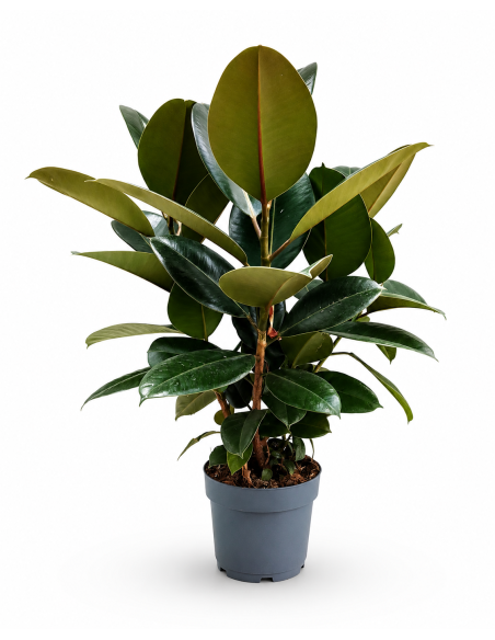 Ficus Elastica Robusta H70 cm Vaso Ø17
