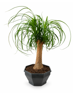 Beaucarnea Recurvata H55 Vaso Ø22 | Febo Garden