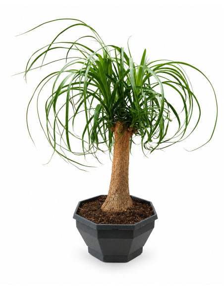 Beaucarnea Recurvata H55 Vaso Ø22 | Febo Garden
