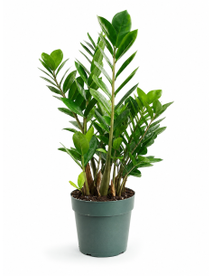 Zamioculcas Zamiifolia H60 cm Vaso Ø17