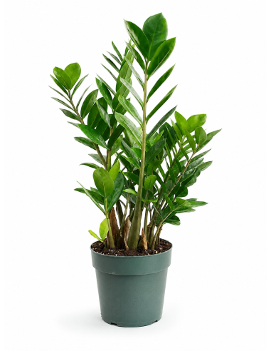 Zamioculcas Zamiifolia H60 cm Vaso Ø17