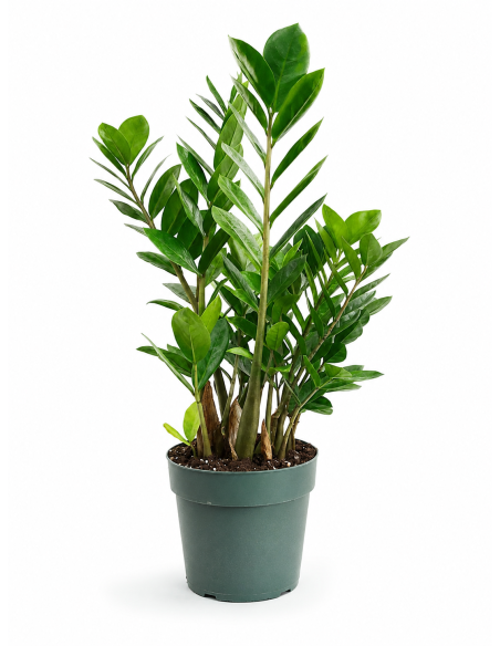Zamioculcas Zamiifolia H60 cm Vaso Ø17