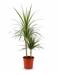 Dracaena Marginata H90 Vaso Ø17 | Febo Garden