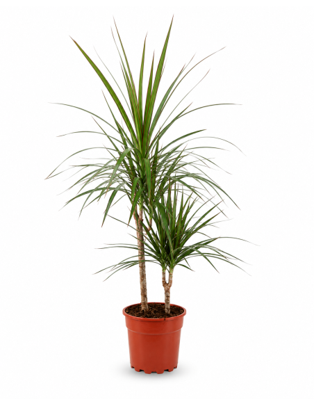 Dracaena Marginata H90 Vaso Ø17 | Febo Garden