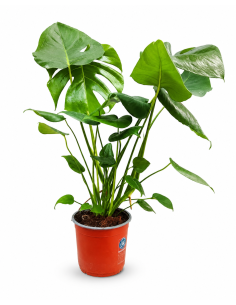 Monstera Deliciosa H75 Vaso Ø17 | Febo Garden