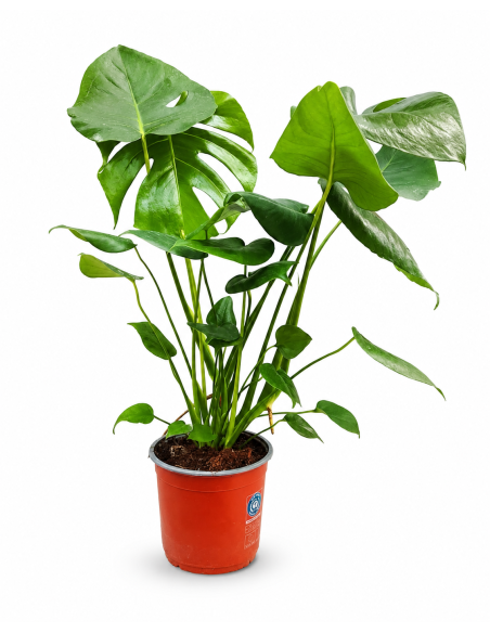 Monstera Deliciosa H75 Vaso Ø17 | Febo Garden