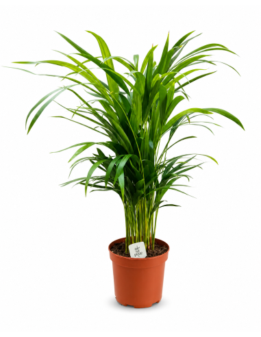 Dypsis Lutescens Areca H70 cm Vaso Ø17