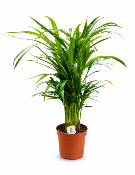 Dypsis Lutescens Areca H70 cm Vaso Ø17