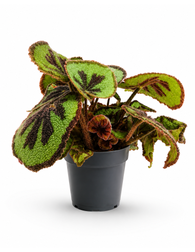 Begonia Foliage EC-BEGO-1902 h30 cm Ø 14 cm | Febo Garden