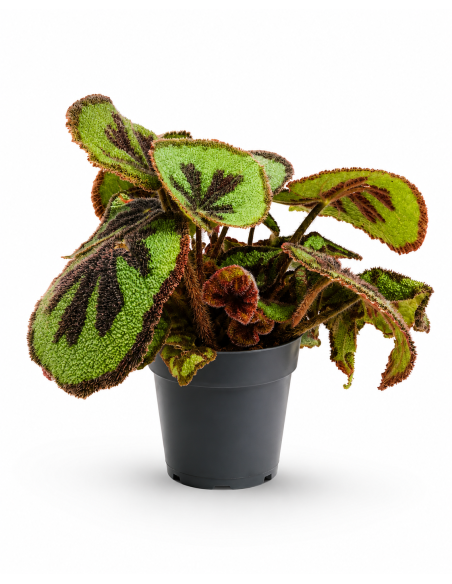 Begonia Foliage EC-BEGO-1902 h30 cm Ø 14 cm | Febo Garden