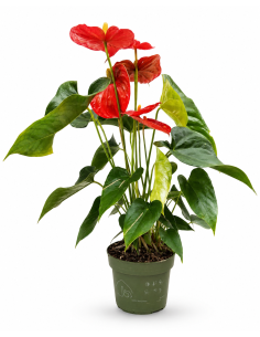 Anthurium Sweet Dream Rosso H 58cm Vaso Ø 14 cm