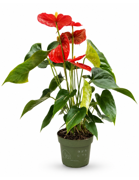 Anthurium Sweet Dream Rosso H 58cm Vaso Ø 14 cm