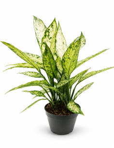 Dieffenbachia Variegata H60 cm Vaso Ø17
