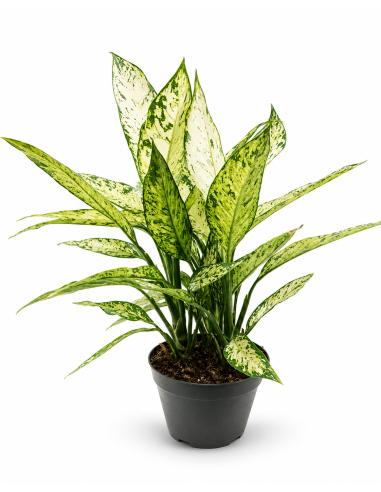 Dieffenbachia Variegata H60 cm Vaso Ø17