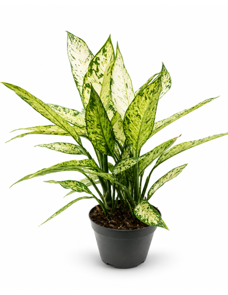 Dieffenbachia Variegata H60 cm Vaso Ø17
