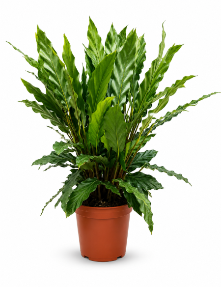 Calathea Rufibarba Miroscha H60 cm Vaso Ø17
